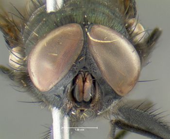 Media type: image;   Entomology 613612 Aspect: head frontal view